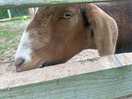 Goats, pigs, chickens, rabbits and guinea-pigs - welcome to old mac donalds farm!