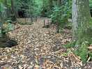 Woodland walk around the site,perfect for a little stroll.