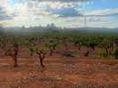 Vineyards on drive in