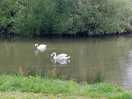 Swans on the lake a lovely surprise one morning