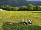 Happy dogs