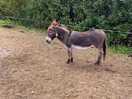 Hello donkey