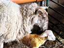 Lambing season.