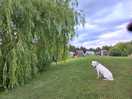 Dog friendly