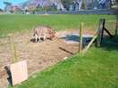 Field next door with some miniature donkeys