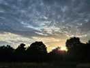 Sun setting over trees