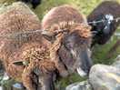 Friendly animals