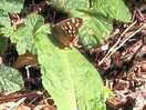 Wildlife