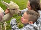 Alpaca kisses!