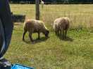 Cute little sheep