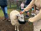 Beautiful sheep