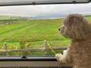 View from the van