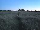 Surrounding field for dog walking