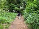 Good dog walks near by