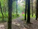 Woodland tent pitch