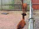 Alpacas 😍