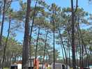 Zona arbolada de acampada libre. terreno de arena