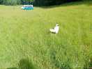 Meadow