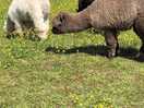 Alpacas