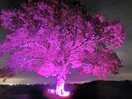 Illuminated tree