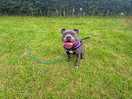 Pooch having fun