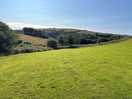 The dog field 1