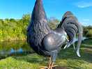 Cockerel 🐔