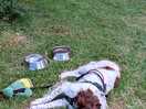 Exhausted springer after woodland walk