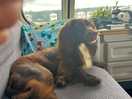 Puppy friendly