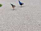 Our 'visitors'