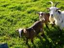 Goats