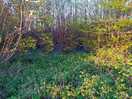 Bluebells nearby