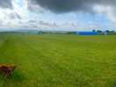 The site