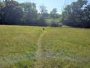 Field next to campsite