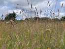 Meadow surroundings