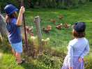 Chickens!