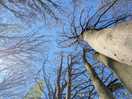 Tall trees