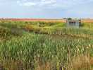 Wildlife pond