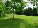 Beautiful pine trees