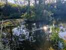 One of the ponds at the site