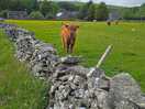 Cow again :)