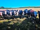 Our neighbours