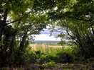 View from woods