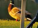 Our little friend for the week. loads of ducks and chickens