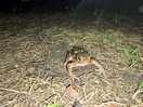 Caravan site wildlife