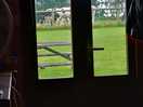 View from inside the pod. nice to wake up and see cattle.