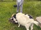 Feeding brandston