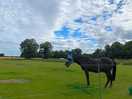 Horse on site