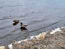 Local ducks.