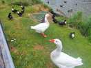 Ducks/geese by the lake. made our holiday!